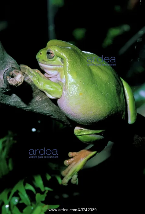 : Australia. A captive white's tree frog : Australia. A captive white's tree frog