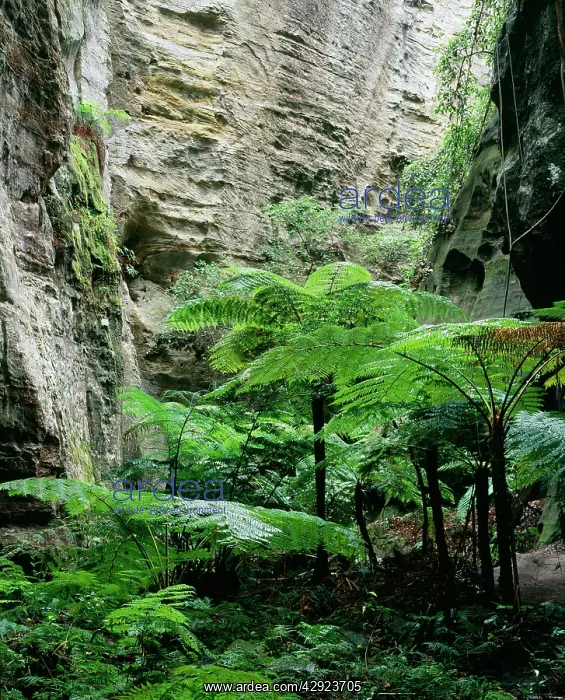 : AUSTRALIA - Carnavron Gorge Section, Ward's Canyon : AUSTRALIA - Carnavron Gorge Section, Ward's Canyon