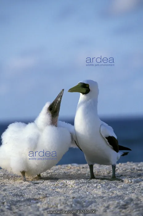 : Australia, Coringa Island preserve. Masked : Australia, Coringa Island preserve. Masked