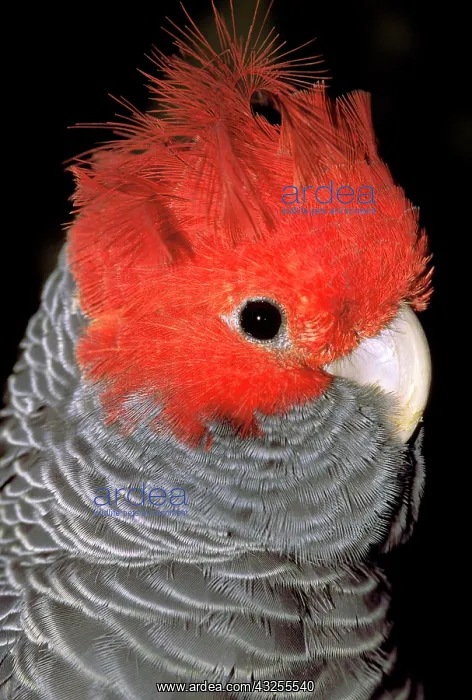 : Australia. Gang gang cockatoo, callocephalon : Australia. Gang gang cockatoo, callocephalon