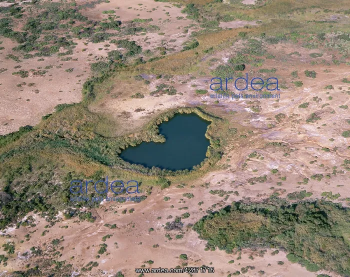 : Australia - Mound springs bringing to surface hot : Australia - Mound springs bringing to surface hot