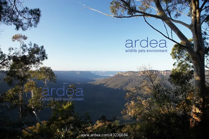  : Australia, New South Wales, Blue Mountains