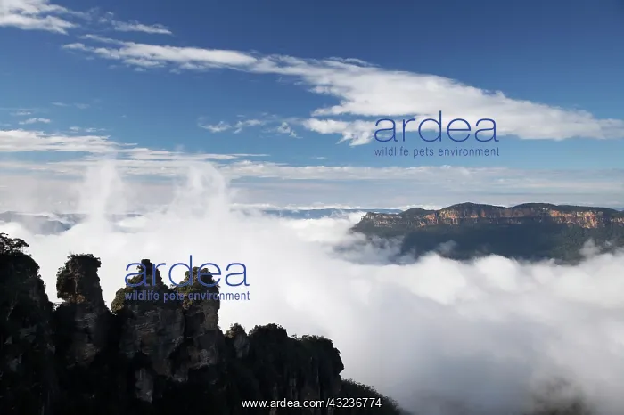 : Australia, New South Wales, Blue Mountains : Australia, New South Wales, Blue Mountains