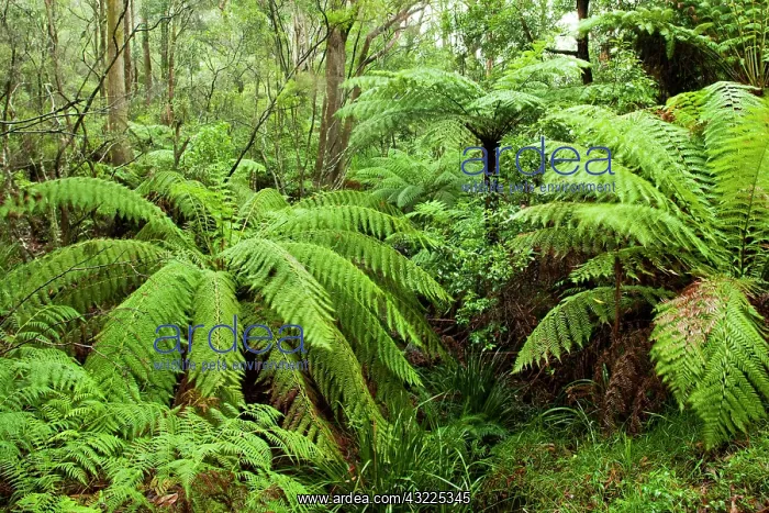 : Australia, New South Wales, Budderoo National : Australia, New South Wales, Budderoo National