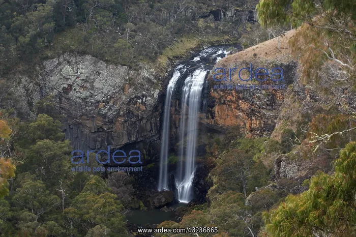: Australia, New South Wales, Lower Ebor Falls : Australia, New South Wales, Lower Ebor Falls