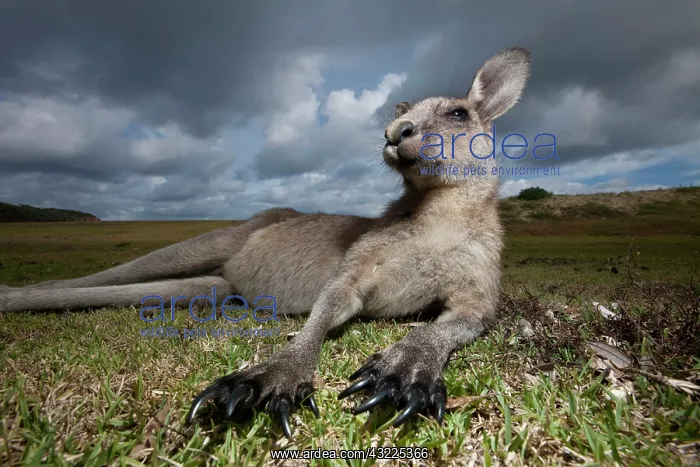 : Australia, New South Wales, Murramarang : Australia, New South Wales, Murramarang