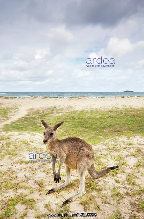 : Australia, New South Wales, Murramarang : Australia, New South Wales, Murramarang