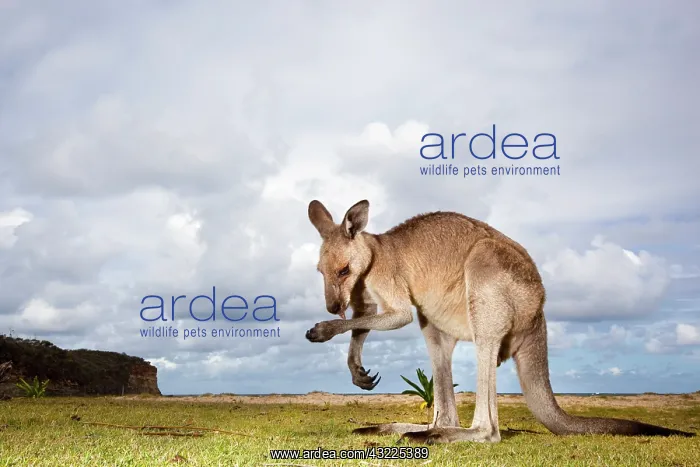 : Australia, New South Wales, Murramarang : Australia, New South Wales, Murramarang