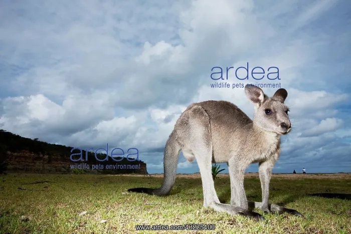 : Australia, New South Wales, Murramarang : Australia, New South Wales, Murramarang