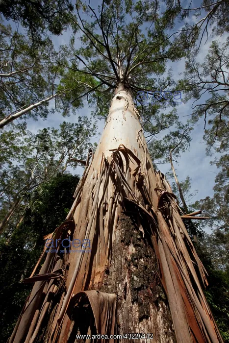 : Australia, New South Wales, Spotted Gum : Australia, New South Wales, Spotted Gum