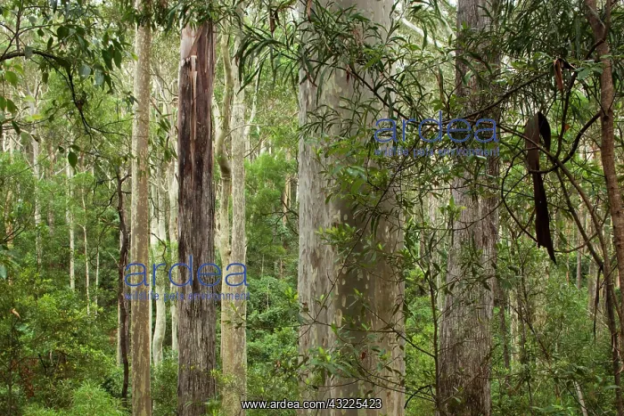 : Australia, New South Wales, Spotted Gum : Australia, New South Wales, Spotted Gum