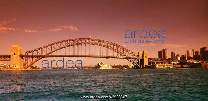 : AUSTRALIA - New South Wales, Sydney Harbour bridge : AUSTRALIA - New South Wales, Sydney Harbour bridge