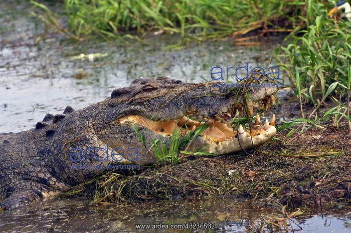 : Australia, No. Territory, Kakadu National : Australia, No. Territory, Kakadu National