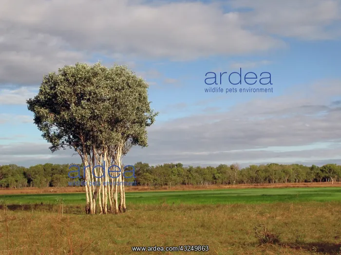 : Australia, No. Territory, Kakadu National : Australia, No. Territory, Kakadu National