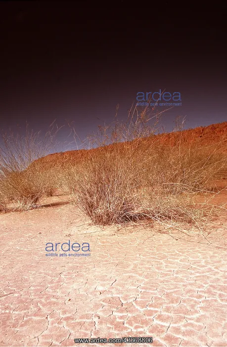 : AUSTRALIA - Northern Territory, nr. Alice springs : AUSTRALIA - Northern Territory, nr. Alice springs