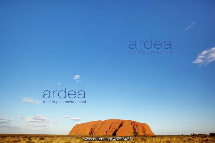 : Australia, Northern Territory, Uluru-Kata : Australia, Northern Territory, Uluru-Kata