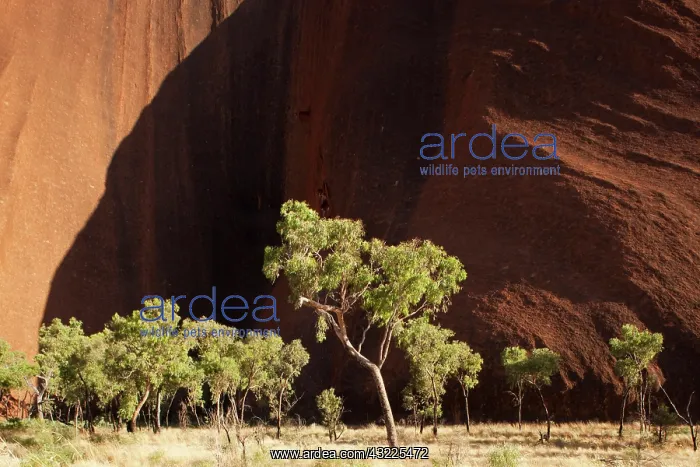 : Australia, Northern Territory, Uluru-Kata : Australia, Northern Territory, Uluru-Kata