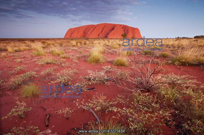 : Australia, Northern Territory, Uluru-Kata : Australia, Northern Territory, Uluru-Kata