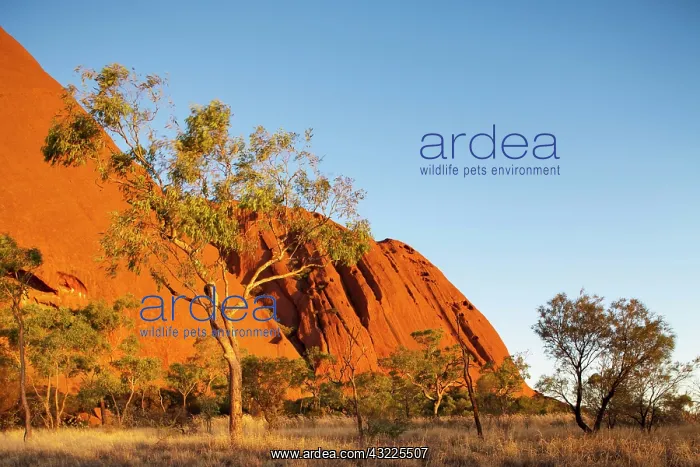  : Australia, Northern Territory, Uluru-Kata