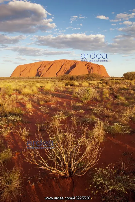 : Australia, Northern Territory, Uluru-Kata : Australia, Northern Territory, Uluru-Kata
