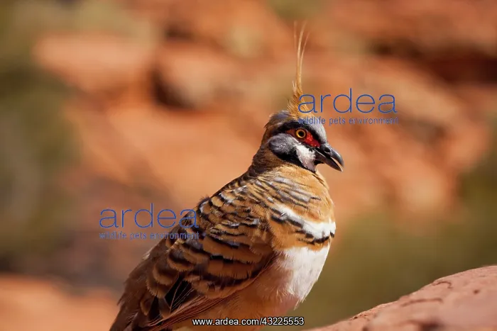 : Australia, Northern Territory, Watarrka : Australia, Northern Territory, Watarrka