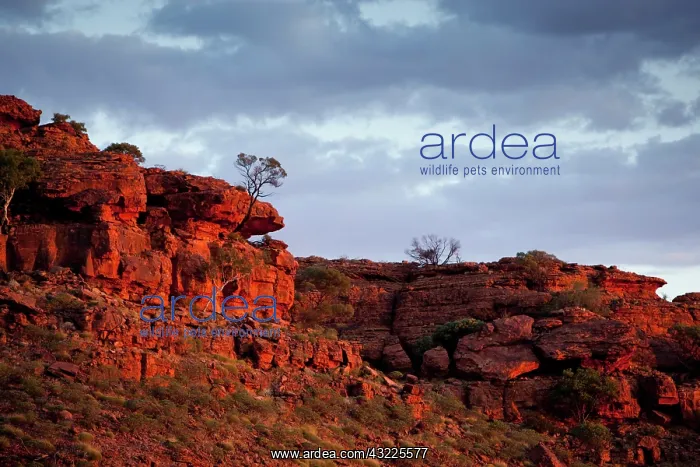 : Australia, Northern Territory, Watarrka : Australia, Northern Territory, Watarrka
