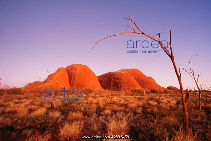 : Australia - The Olgas after sunset, Uluru National Park : Australia - The Olgas after sunset, Uluru National Park
