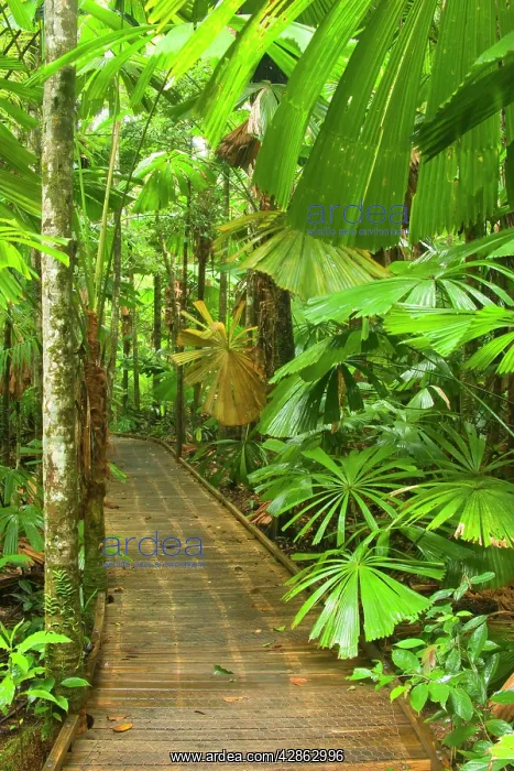 : Australia - Path in rainforest - a boardwalk crosses : Australia - Path in rainforest - a boardwalk crosses