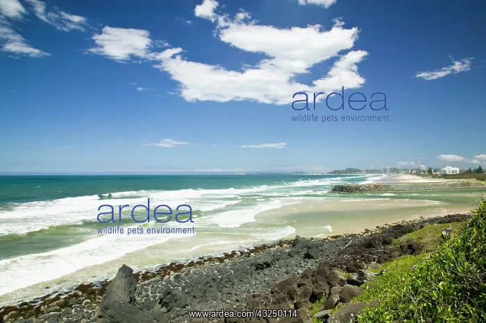  : Australia, Queensland, Gold Coast, Burleigh