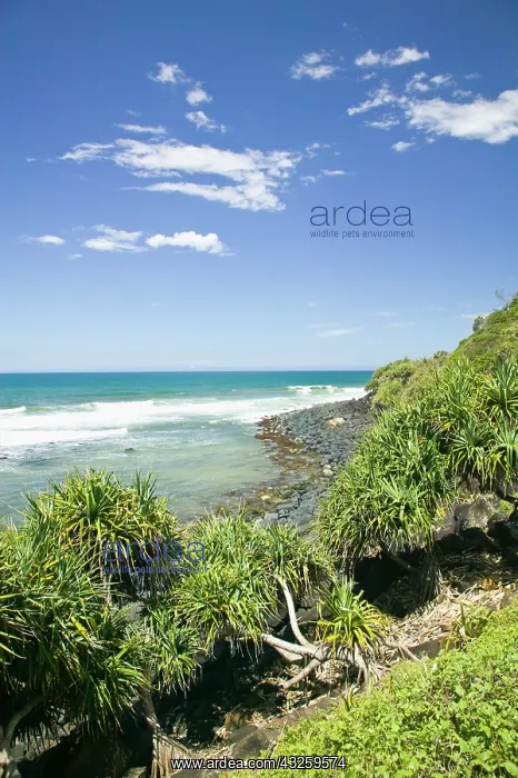 : Australia, Queensland, Gold Coast, Burleigh : Australia, Queensland, Gold Coast, Burleigh