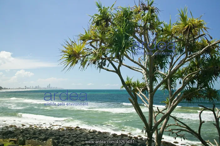  : Australia, Queensland, Gold Coast, Burleigh