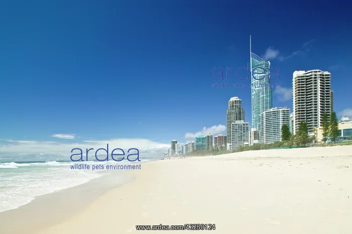 : Australia, Queensland, Gold Coast, Surfer's : Australia, Queensland, Gold Coast, Surfer's