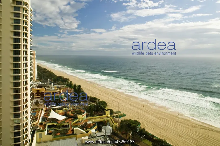 : Australia, Queensland, Gold Coast, Surfer's : Australia, Queensland, Gold Coast, Surfer's