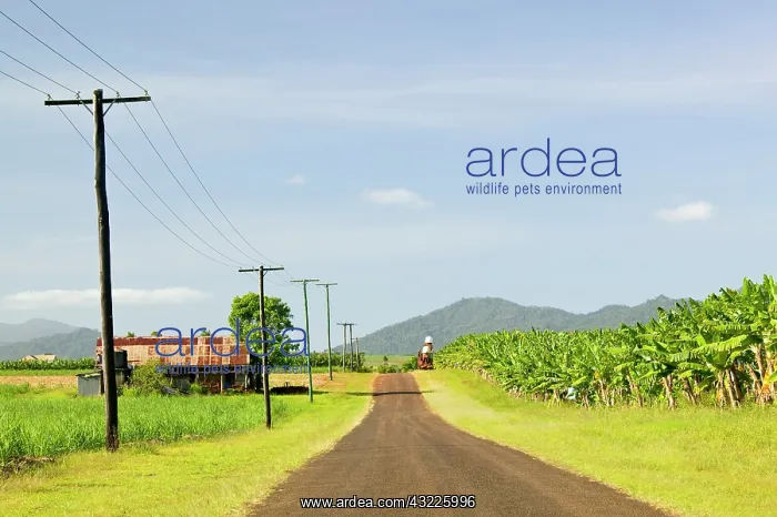 : Australia, Queensland, North Coast, Babinda : Australia, Queensland, North Coast, Babinda