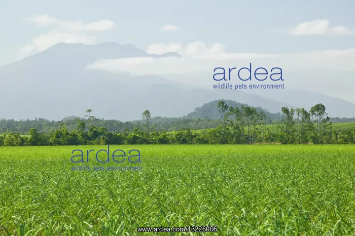 : Australia, Queensland, North Coast, Babinda : Australia, Queensland, North Coast, Babinda