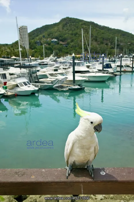 : Australia, Queensland, Whitsunday Coast : Australia, Queensland, Whitsunday Coast