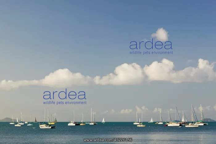 : Australia, Queensland, Whitsunday Coast : Australia, Queensland, Whitsunday Coast