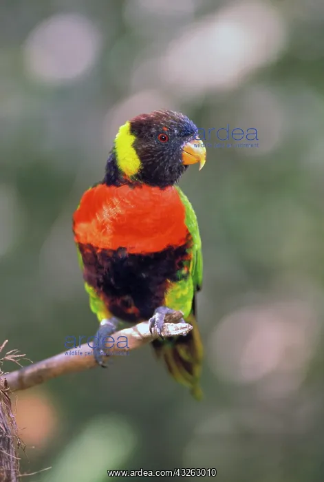 : Australia. Rainbow Lorikeet (Trichoglossus : Australia. Rainbow Lorikeet (Trichoglossus