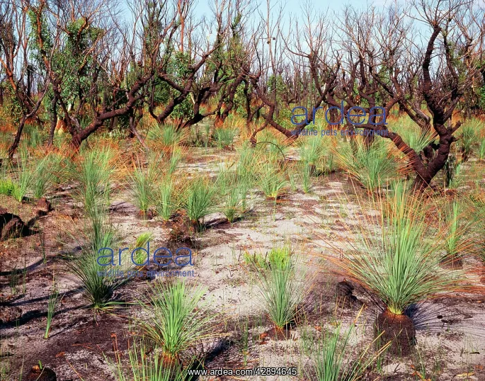 : AUSTRALIA - Regeneration after 1994 bush fire : AUSTRALIA - Regeneration after 1994 bush fire