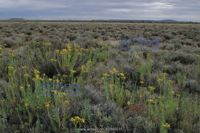 : Australia - Saltbush and bluebush habitat. Foreground : Australia - Saltbush and bluebush habitat. Foreground