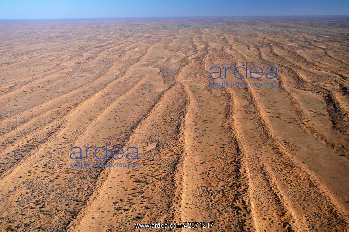 : Australia - Simpson Desert. Dunefields : Australia - Simpson Desert. Dunefields