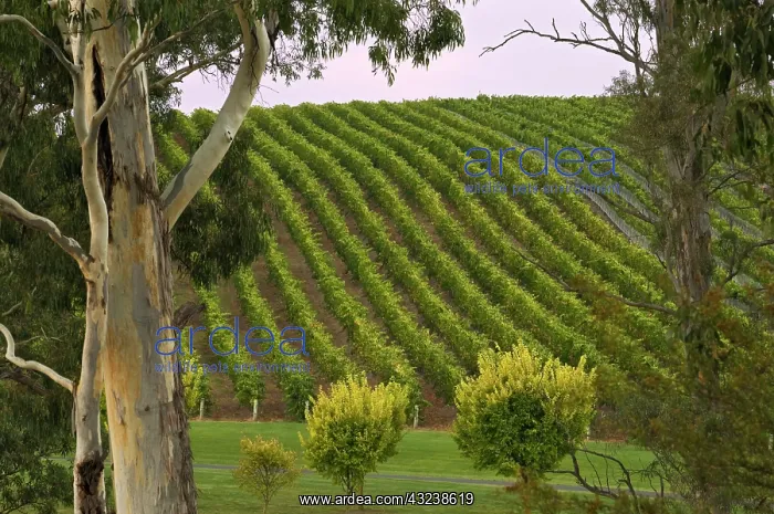 : Australia, South Australia, Adelaide Hills : Australia, South Australia, Adelaide Hills