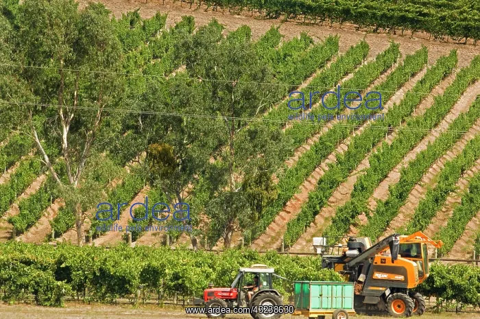  : Australia, South Australia, Adelaide Hills