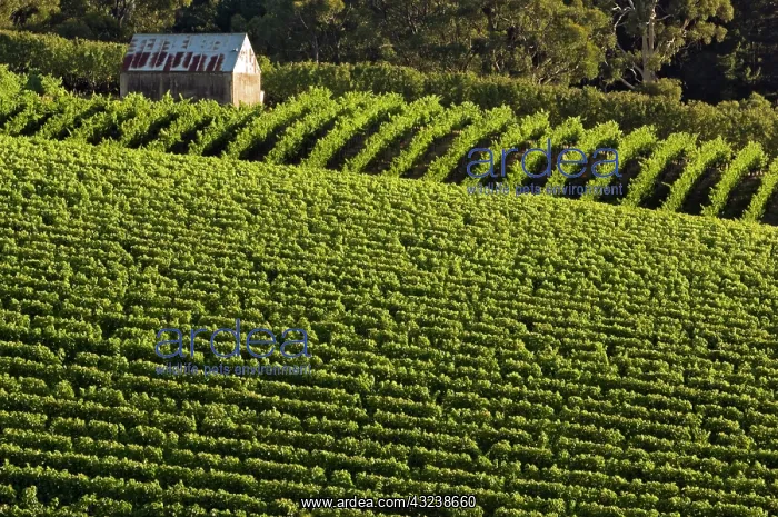 : Australia, South Australia, Adelaide Hills : Australia, South Australia, Adelaide Hills