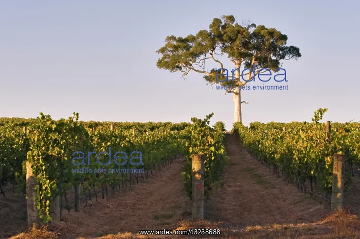 : Australia, South Australia, Adelaide Hills : Australia, South Australia, Adelaide Hills