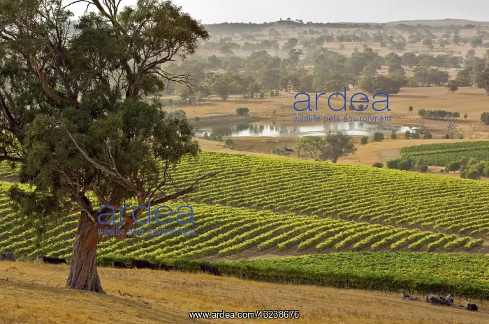 : Australia, South Australia, Barossa Valley : Australia, South Australia, Barossa Valley