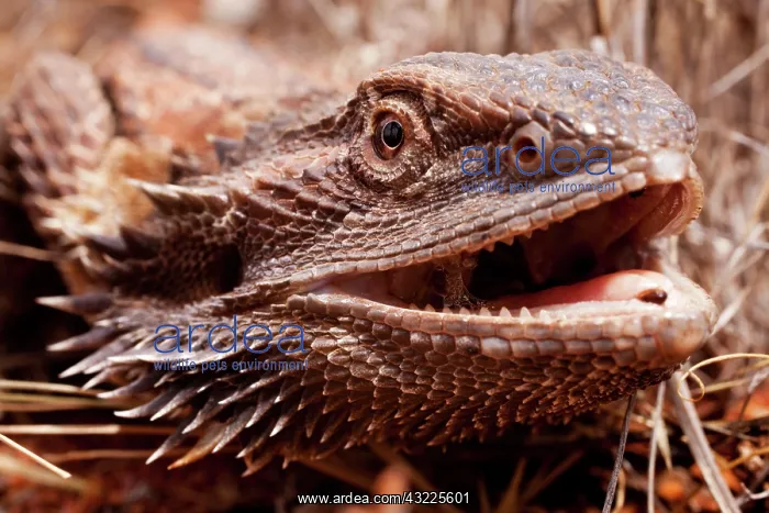 : Australia, South Australia, Central Bearded : Australia, South Australia, Central Bearded