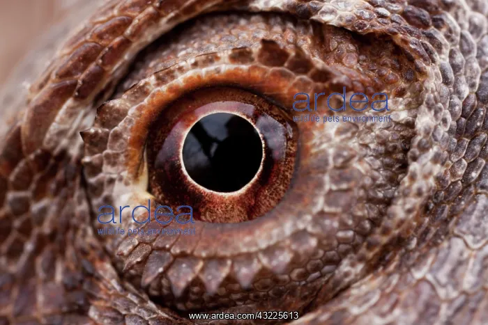 : Australia, South Australia, Close-up of : Australia, South Australia, Close-up of