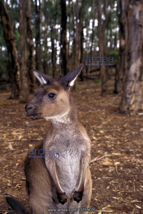 : Australia, South Australia, Kangaroo Island : Australia, South Australia, Kangaroo Island