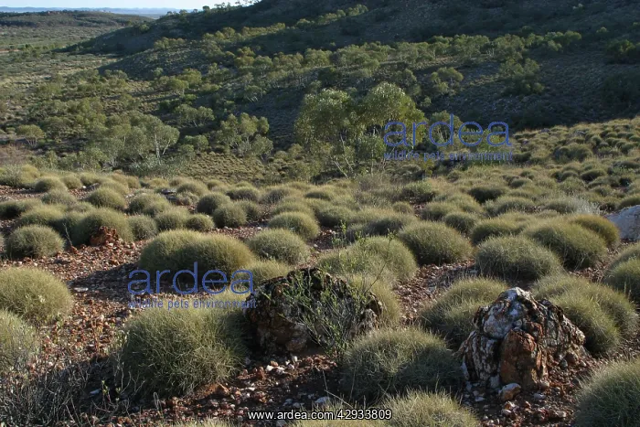 : Australia - Spinifex covered hillsides : Australia - Spinifex covered hillsides